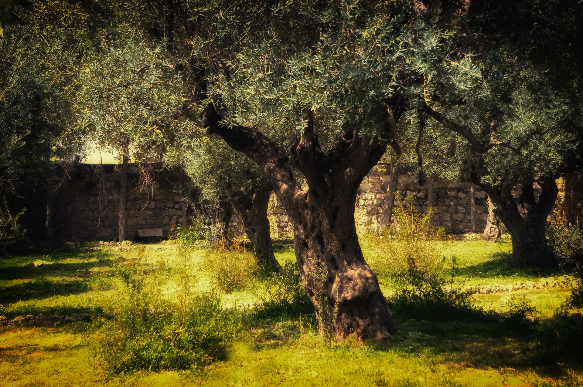 Part 8 - Gethsemane